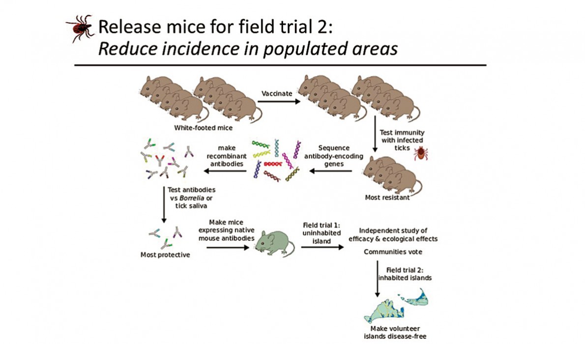 Diagram shows how mice program would work