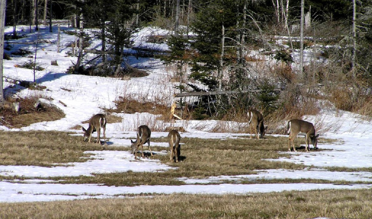 Deer in late winter.