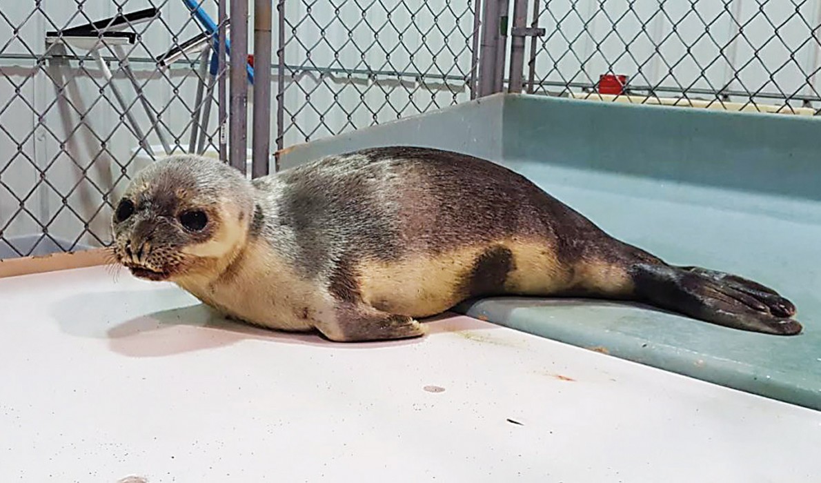 A juvenile hooded seal, found in Ogunquit.