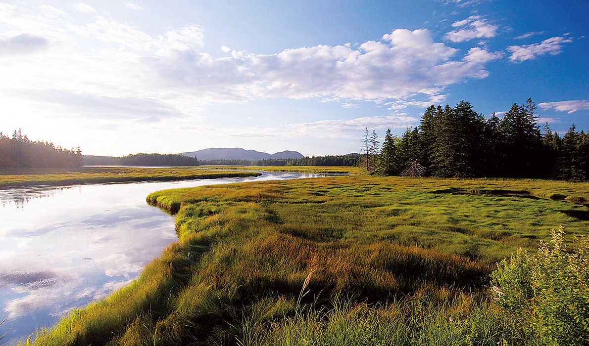 Salt marshes like this one are disappearing