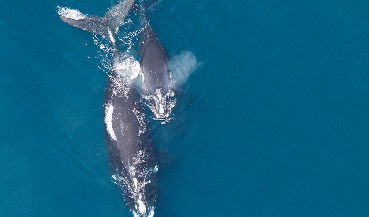 A mother right whale and her calf.