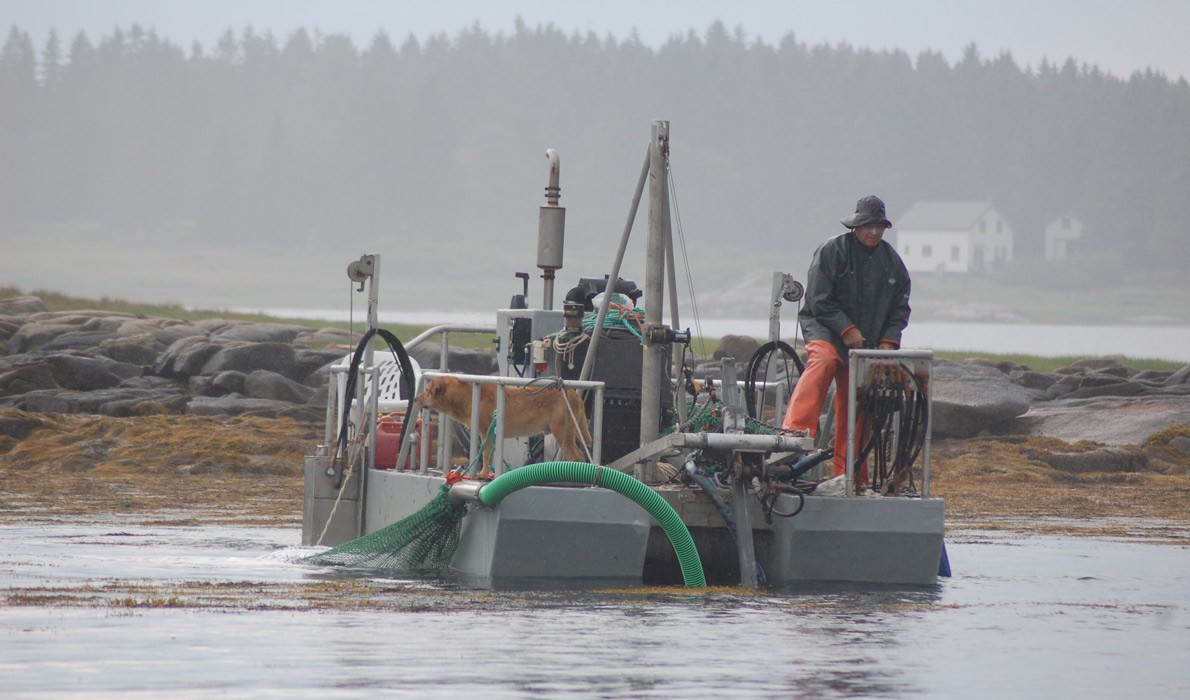 Harvesting seaweed