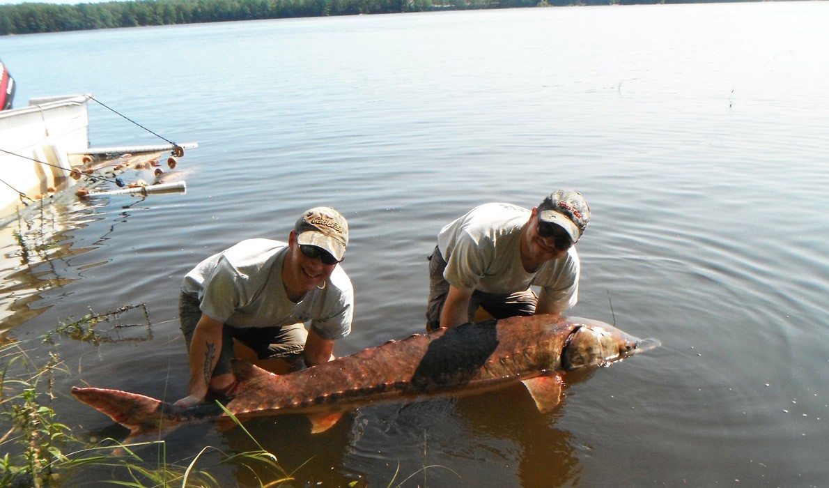 An Atlantic sturgeon that measured 7-feet