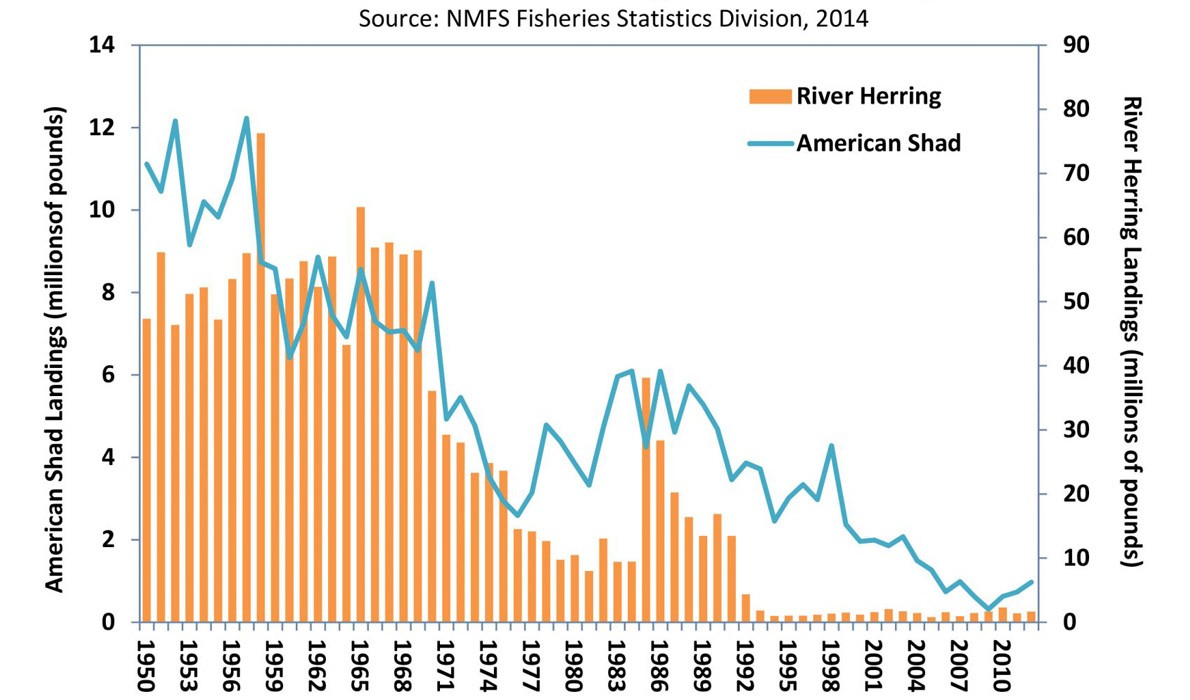 Graph showing shad landings.