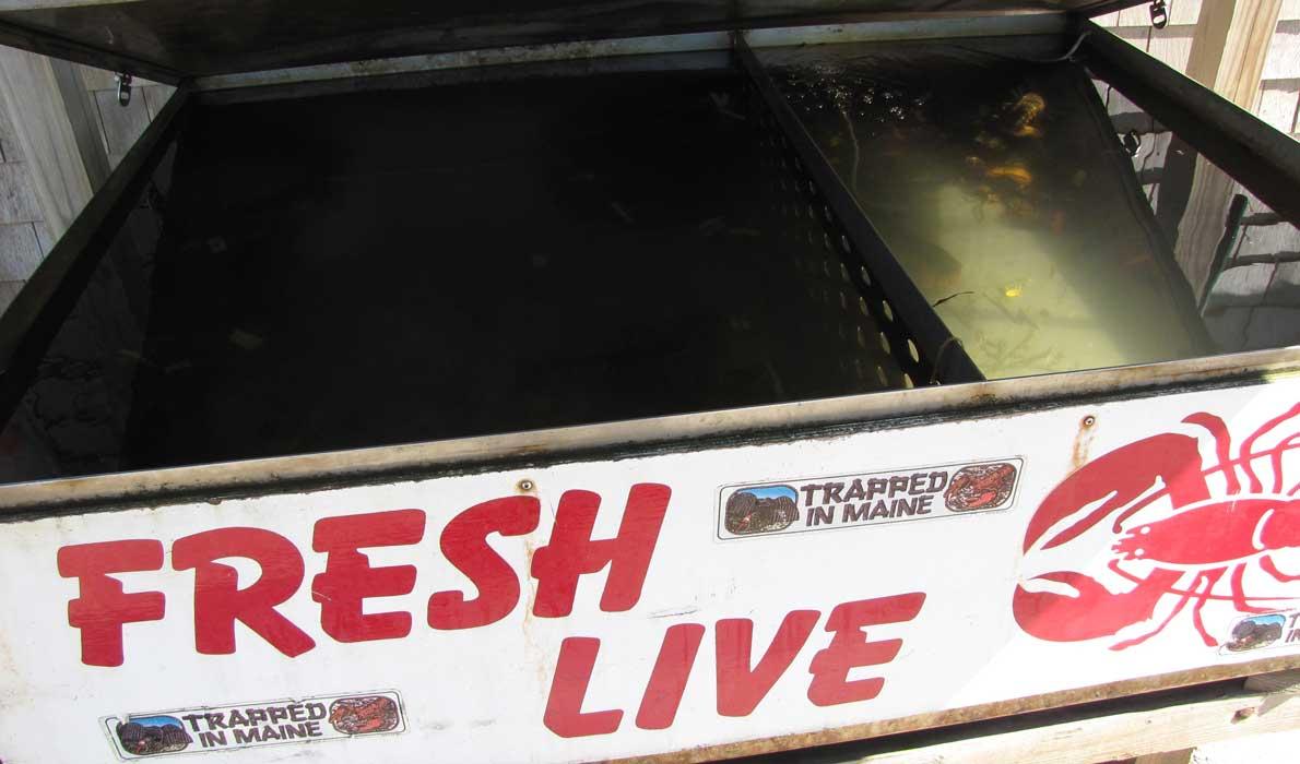 Fresh, live lobster