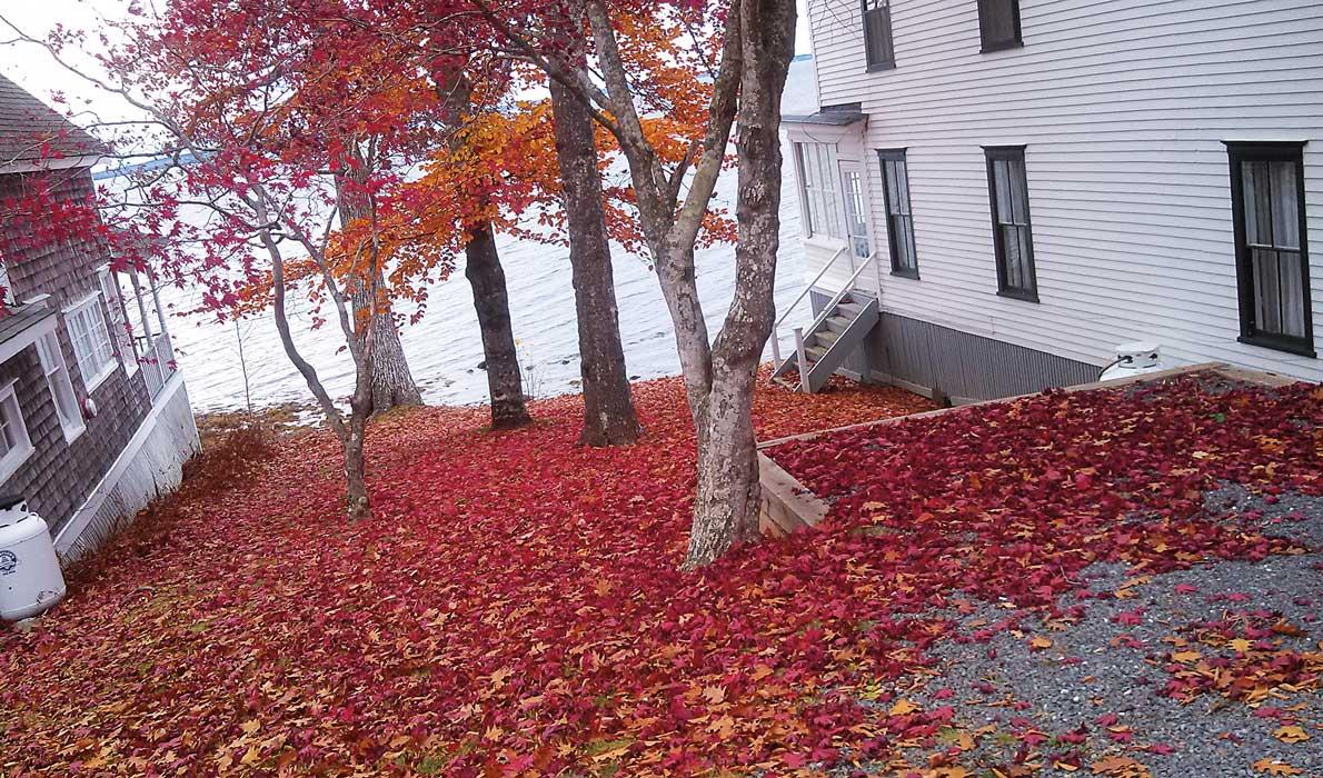 Leaves collect between two cottages