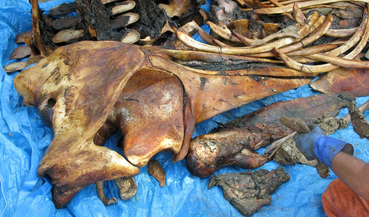 Some of the bones still show evidence of flesh.