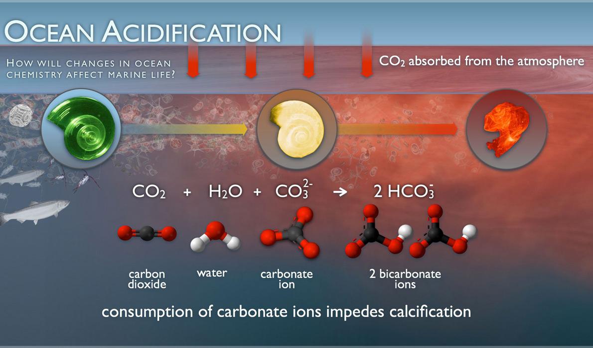 Chart shows how ocean acidification occurs.