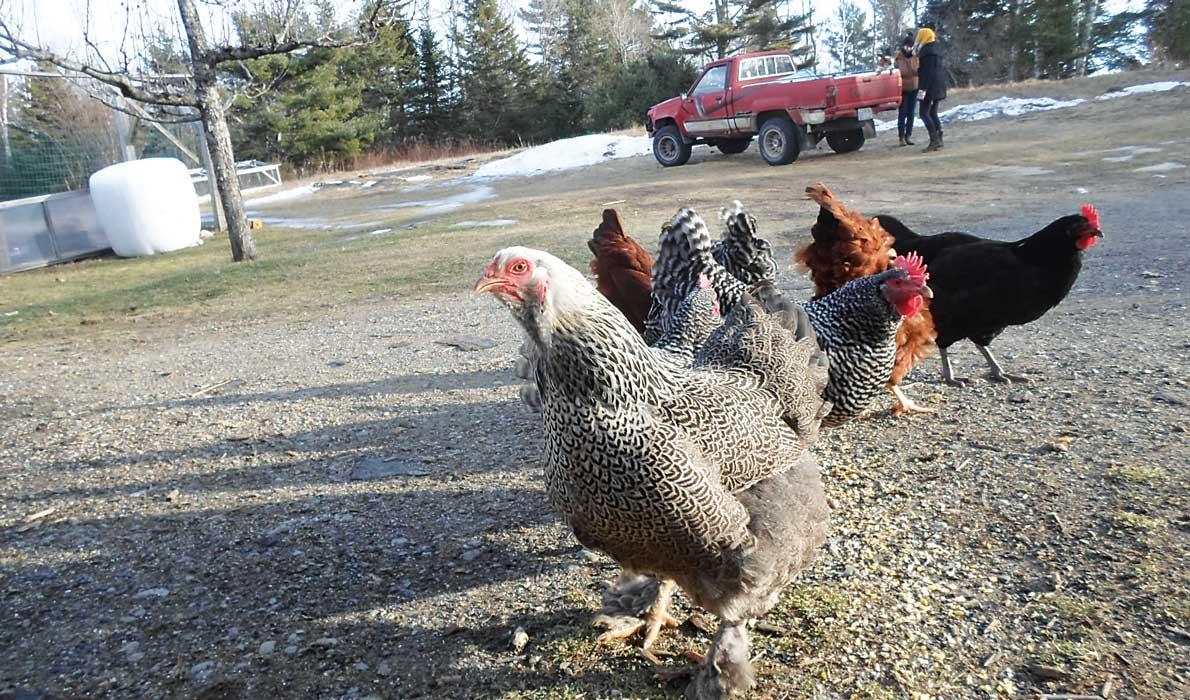 Sandy Oliver's chickens.