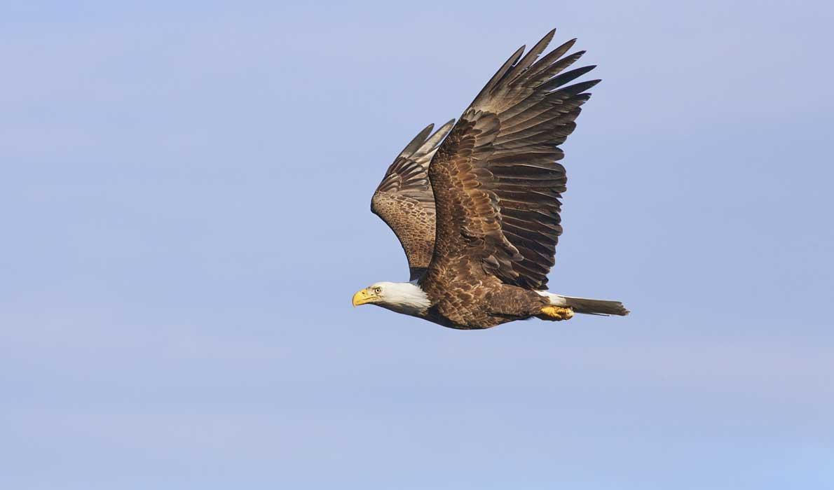 An eagle in flight.