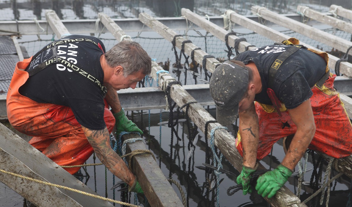 Workers at a mussel-raising operation.