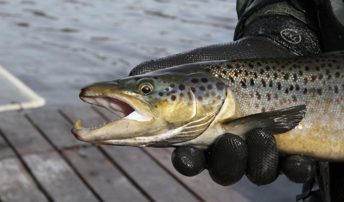 Atlantic salmon