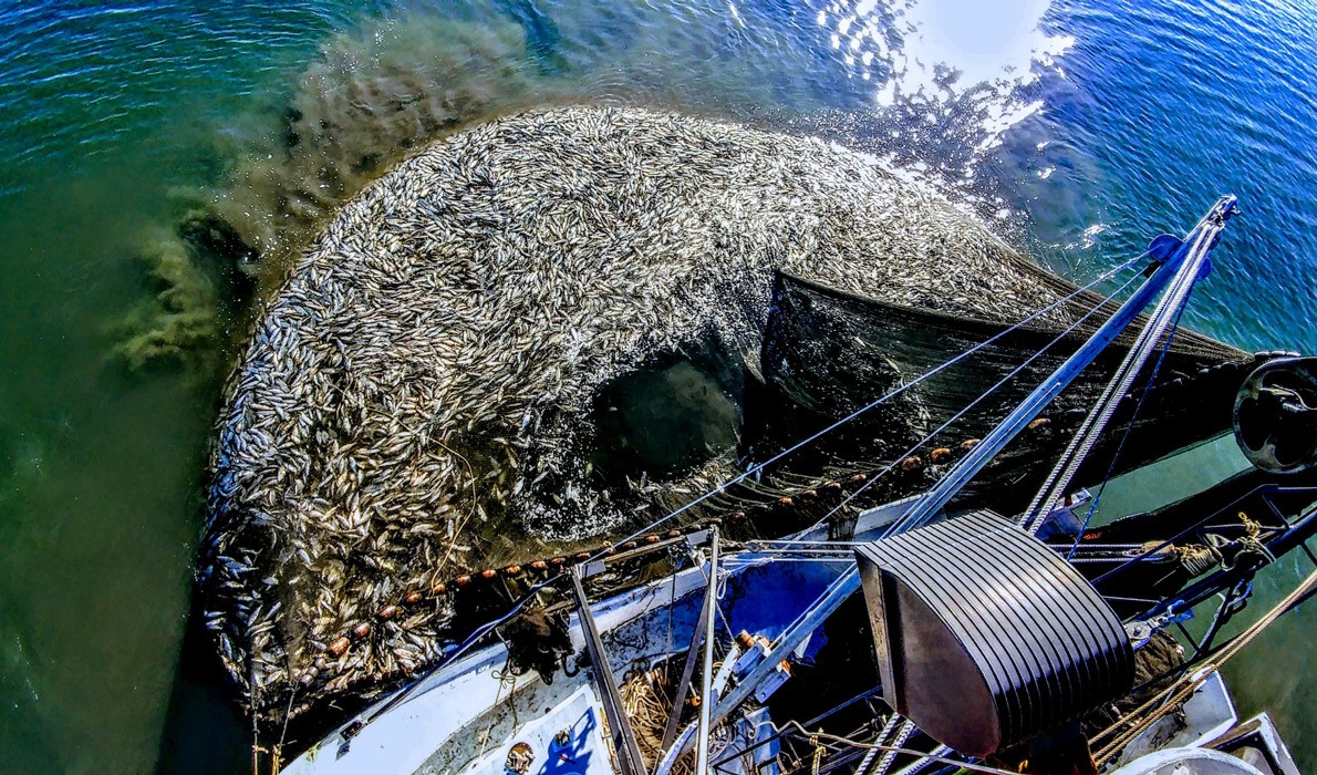 Menhaden—known colloquially as pogies—are pulled aboard.