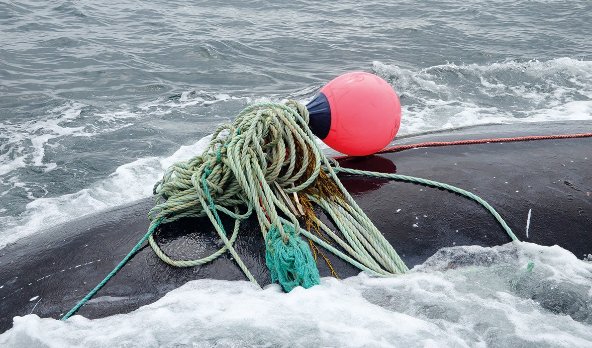 A right whale entangled in fishing gear. 