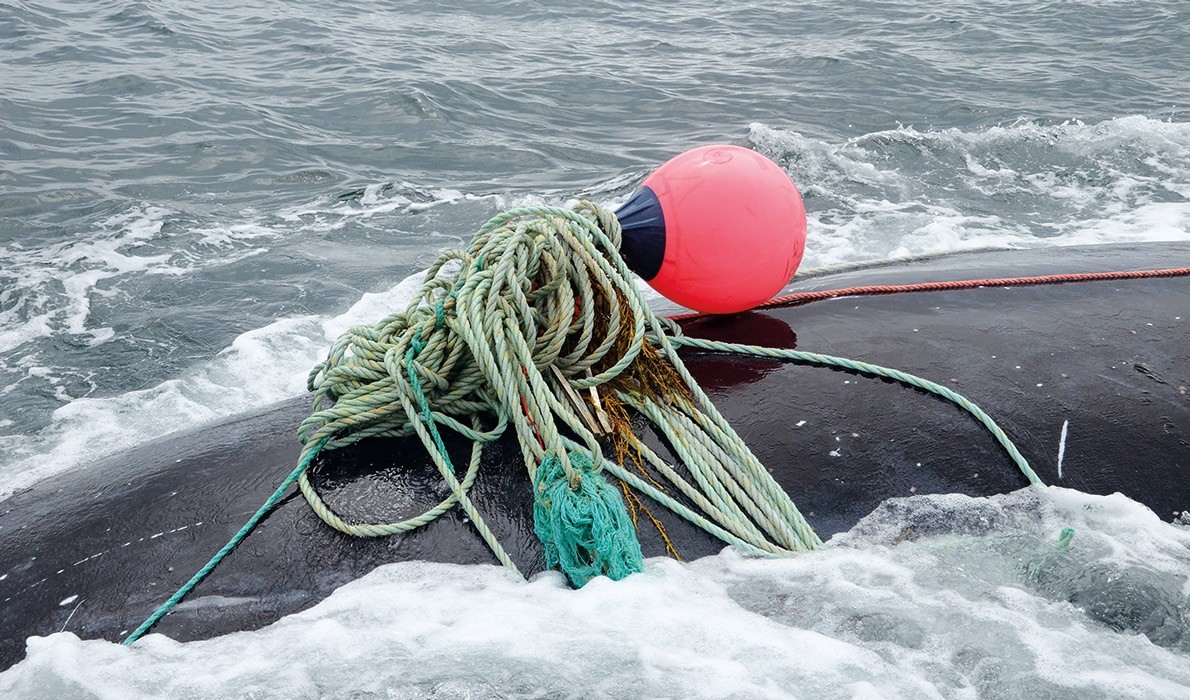 Right whale entangled in fishing gear