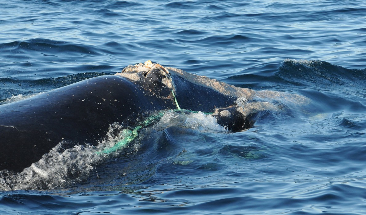 Right whale showing injuries from entanglement with fishing gear.