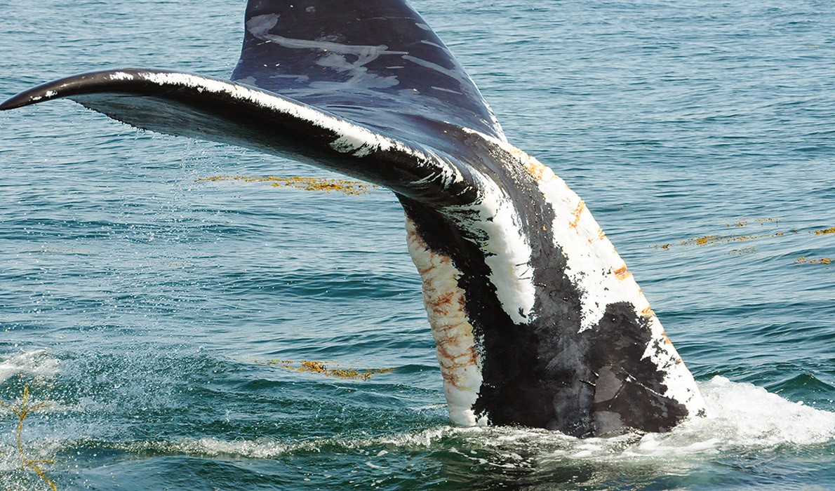 A right whale that has recovered from wounds linked to fishing gear.