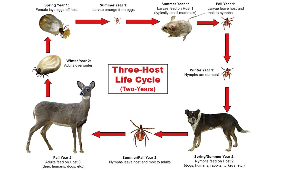 The tick life cycle.