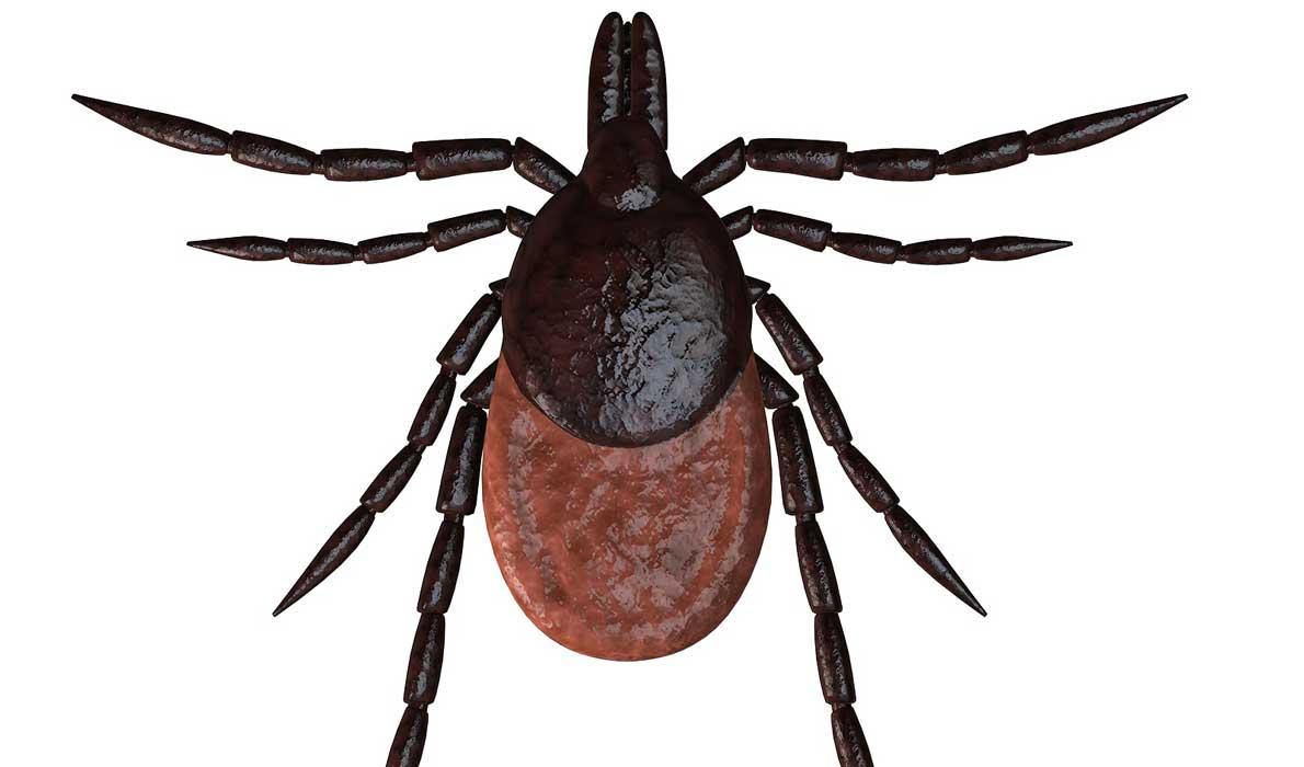 tick image