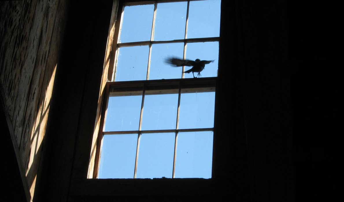 bird at the window