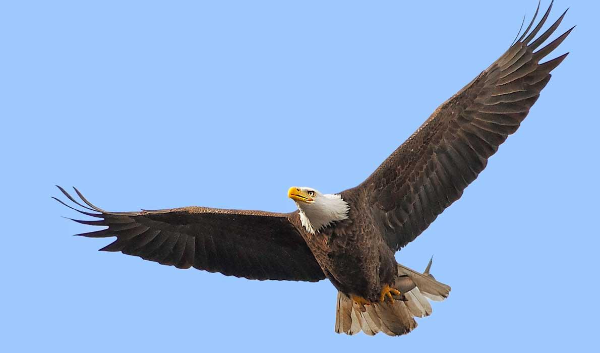 eagle