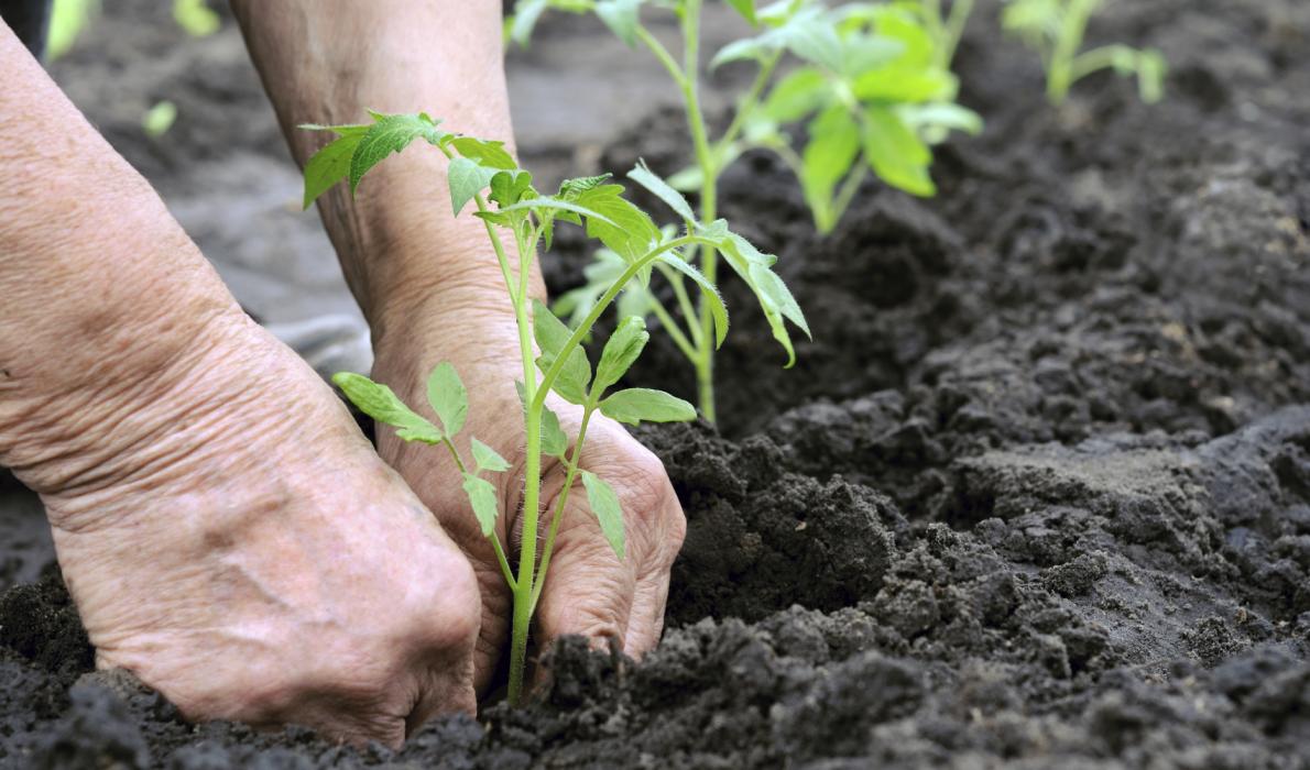 gardening photo