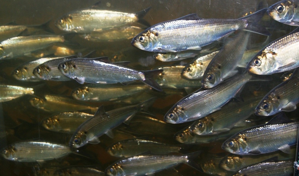 Alewives migrating