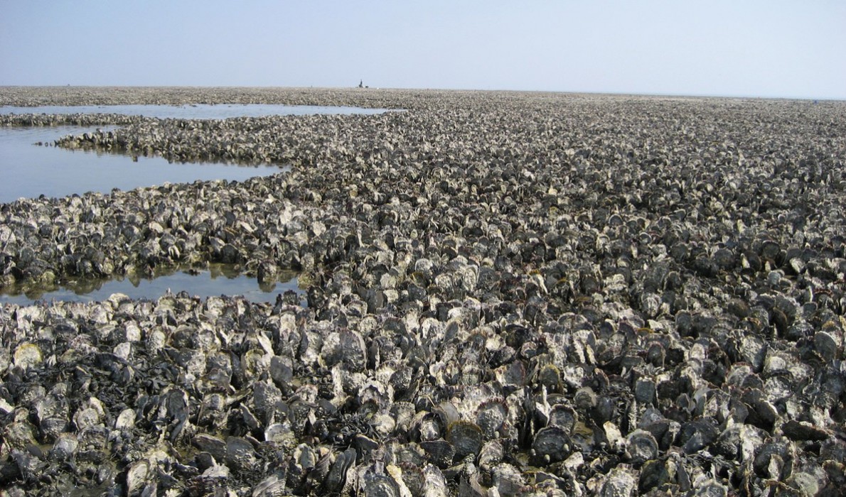 mussel beds