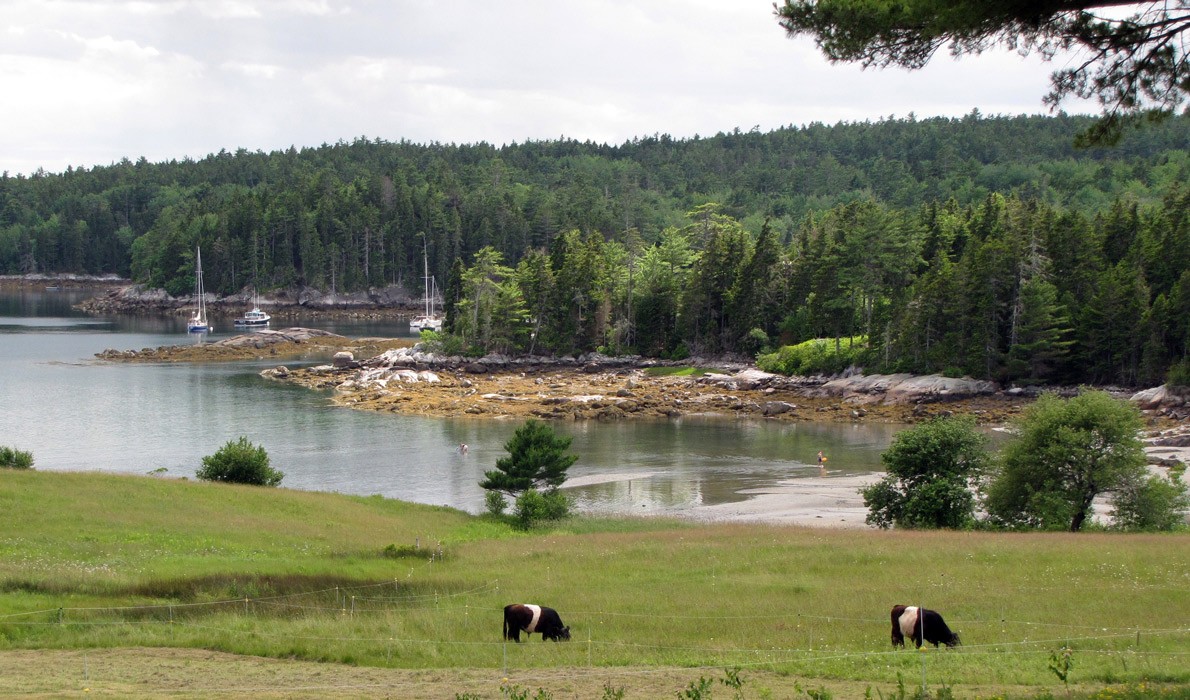 Belted Galloways graze in East Blue Hill at the head of Blue Hill Bay.