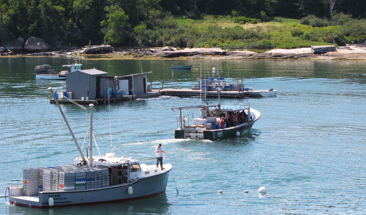 Fishermen bring their catch to a floating buying station in Stonington.