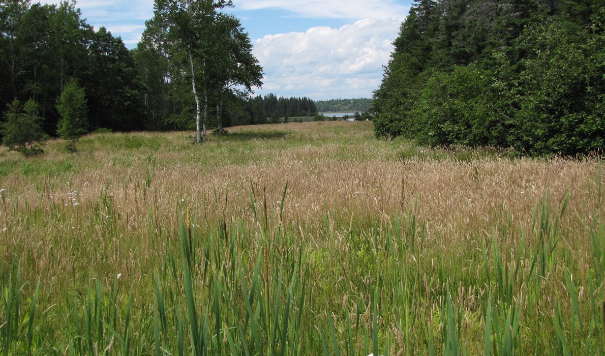 A field in early spring on North Haven.