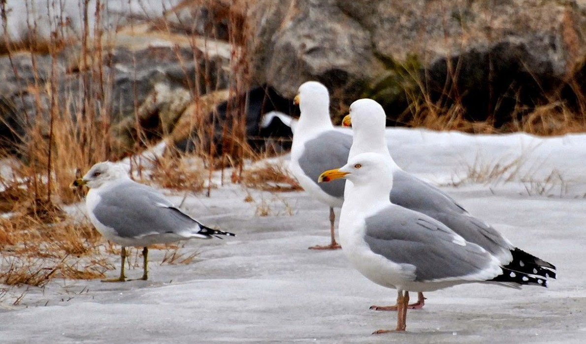 Gulls on the coast.