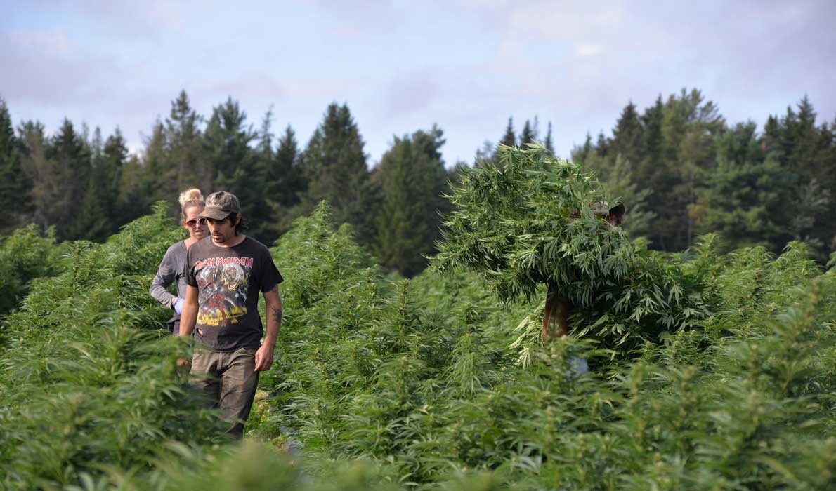 Harvesters walk the rows of hemp, selectively harvesting plants which have unexpectedly matured. When the harvest is fully underway, Schoppee Farm will employ between 50 and 100 local people per month, a well-received addition to the Washington County eco