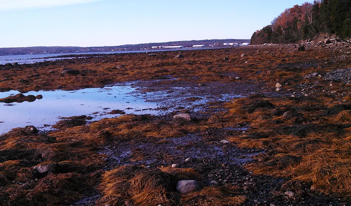 Low tide on the west side of Sears Island in Searsport.