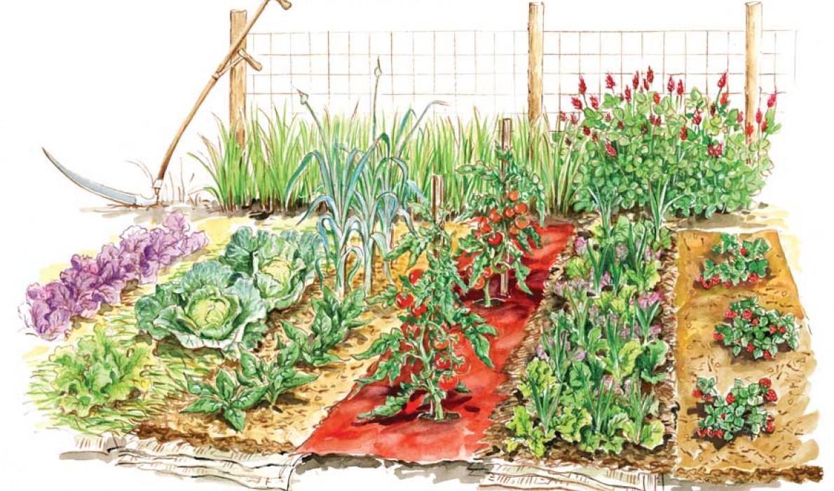 A raised-bed garden