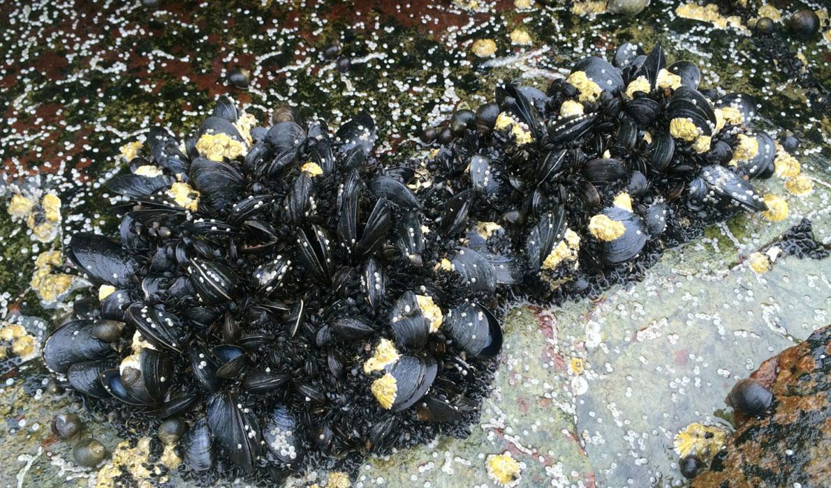 mussels on rocks