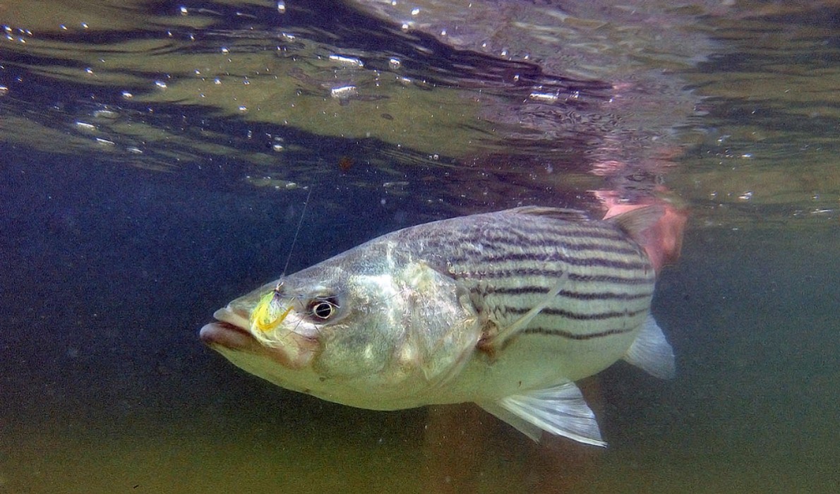 A striped bass in an underwater image.